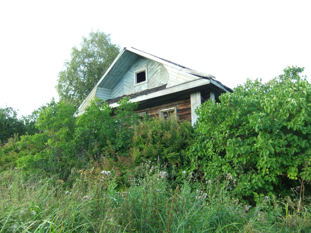 an overgrown yard like this one is an excellent indication that a property is vacant or ready to be sold for cash